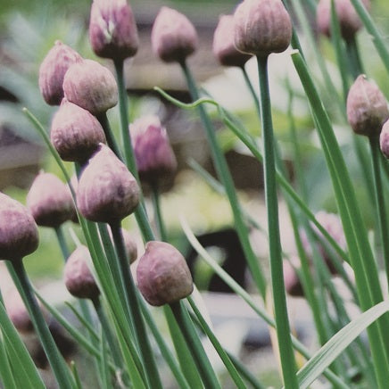 Chive seeds