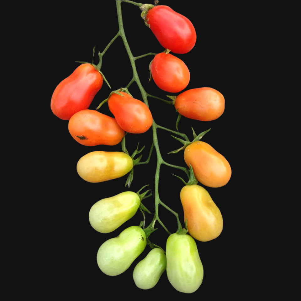 Christmas Lights Tomato Seeds