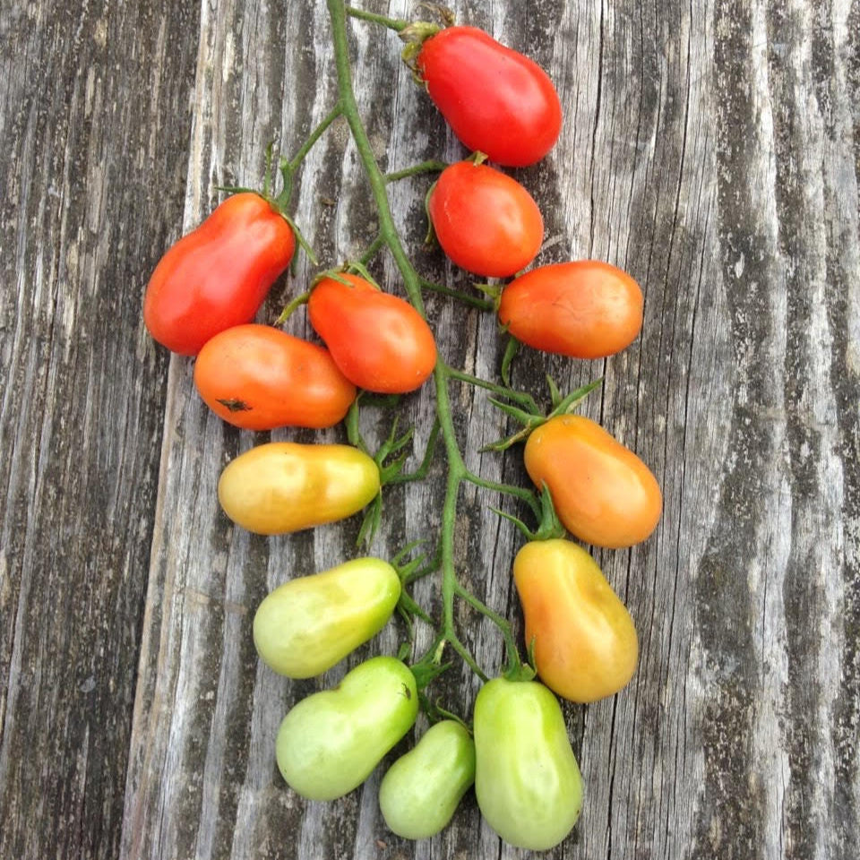 Christmas Lights Tomato Seeds