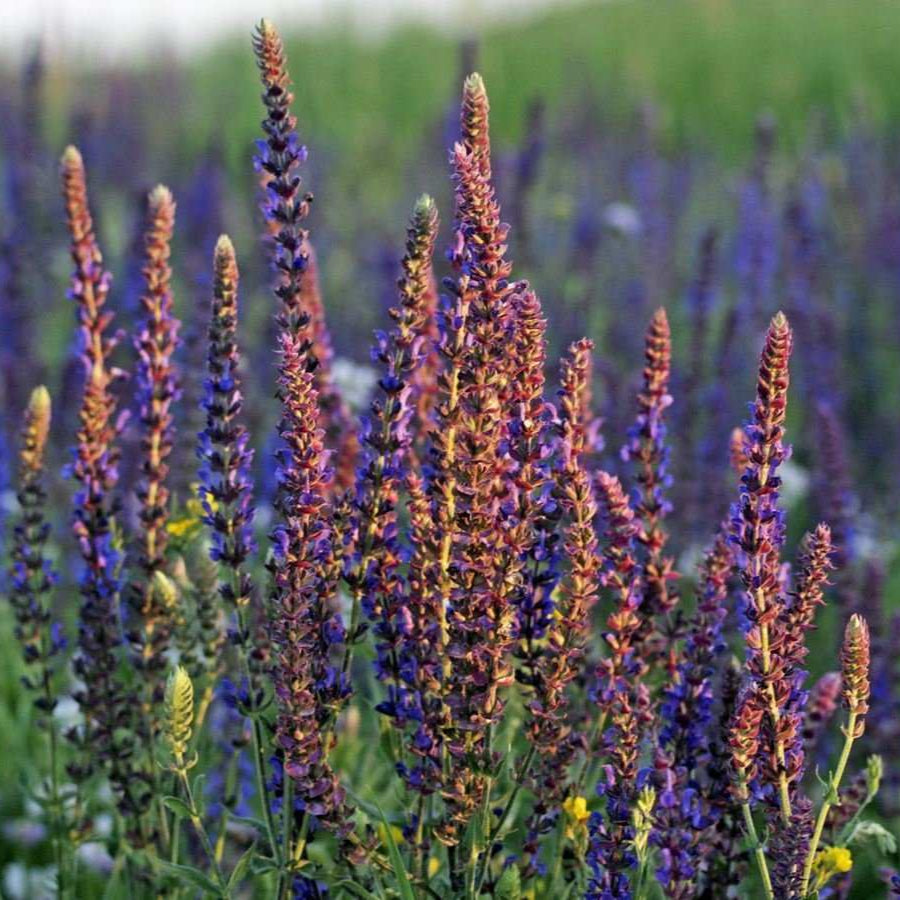 Semences de Sauge sclarée (Clary Sage)