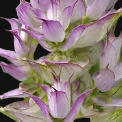 Semences de Sauge sclarée (Clary Sage)