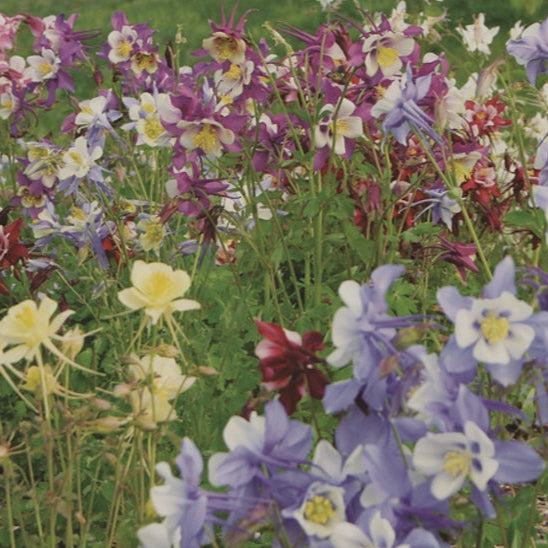 Columbine mix seeds