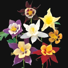 Columbine mix seeds
