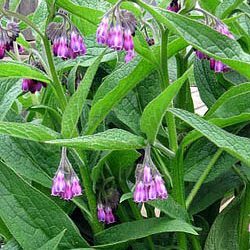 Semences de Consoude (Comfrey) Bocking 14