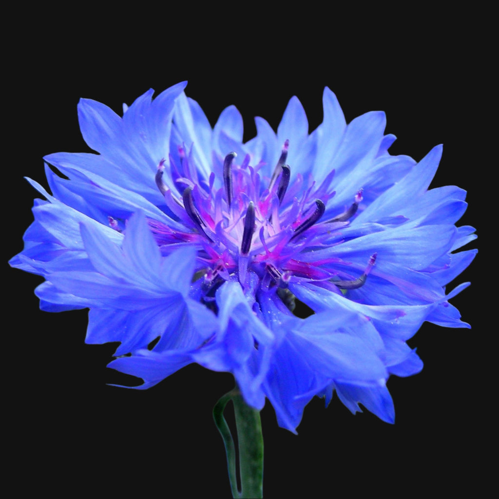 cornflower seeds