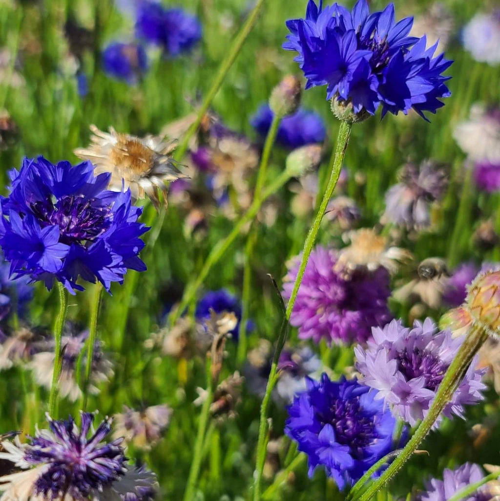 semences de bleuet des champs