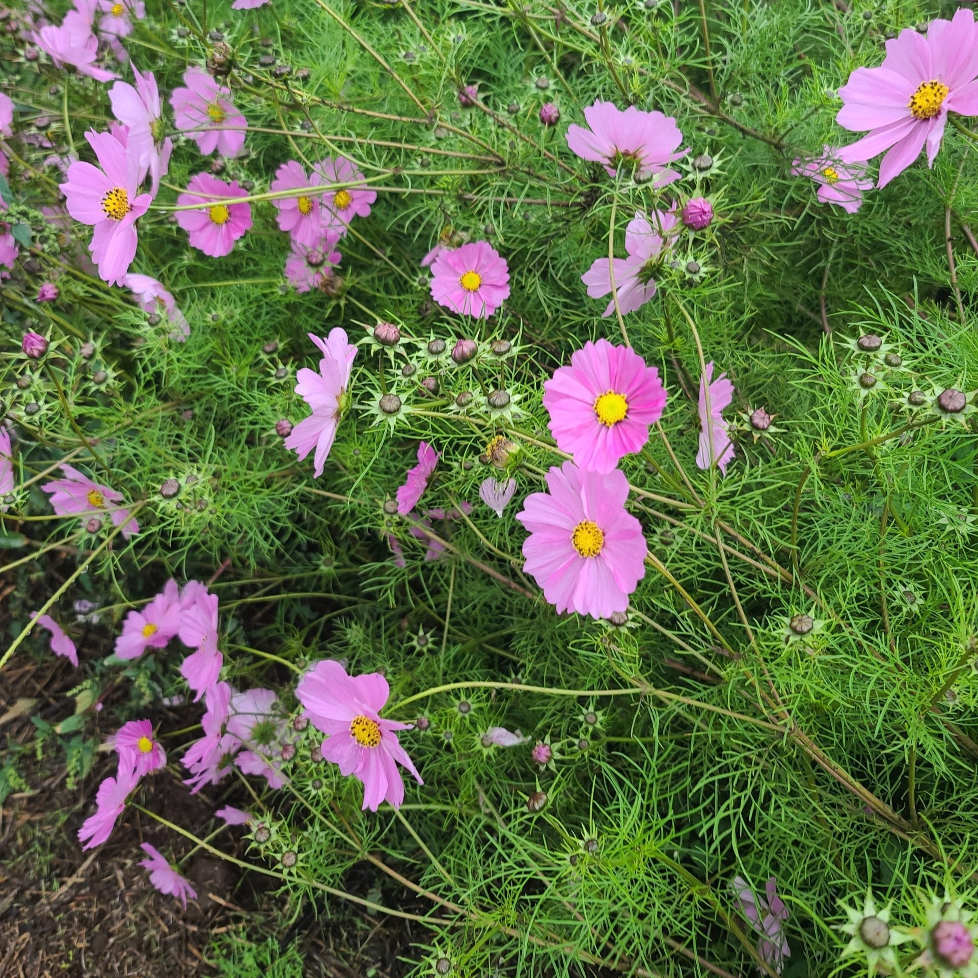 Semences de mélange de cosmos
