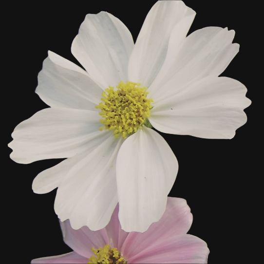 Cosmos