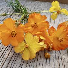 Semences de mélange de cosmos