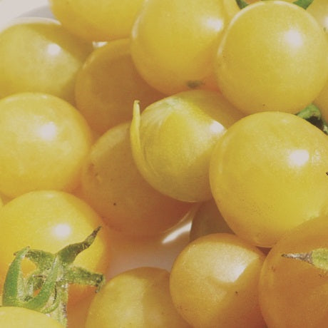 Tomato Seeds Yellow Coyote