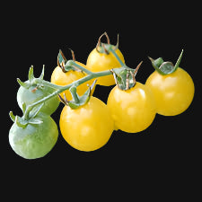 Semences de Tomate Coyote jaune