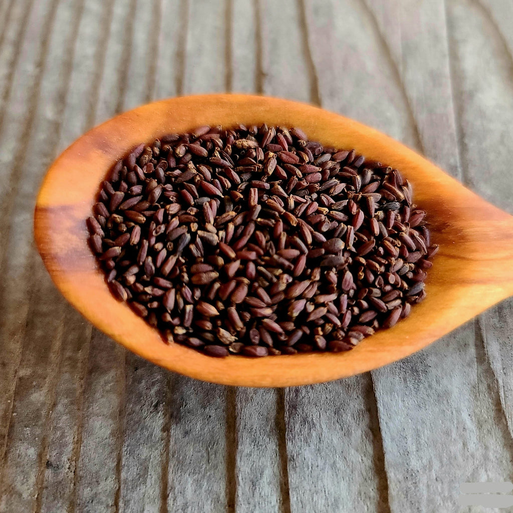 Dame's Rocket seeds