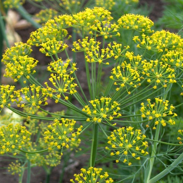 Dill seeds