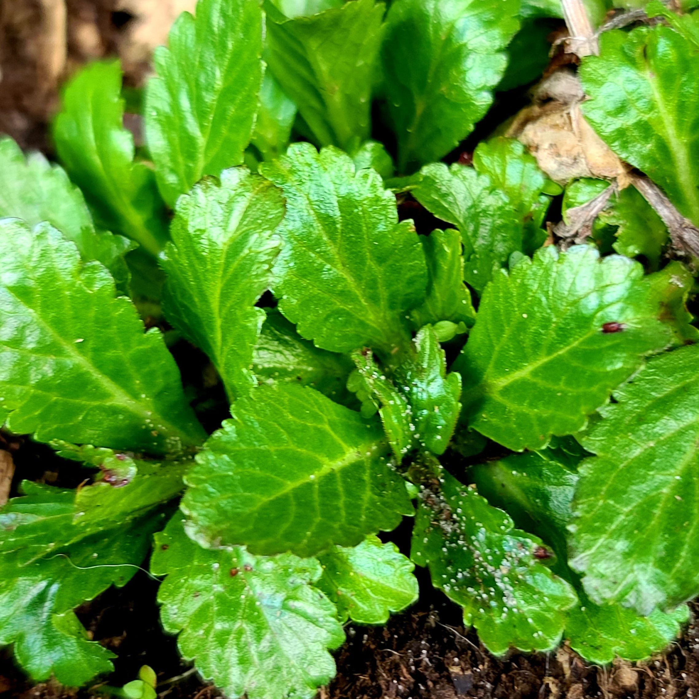 Semences de verveine bleue européenne