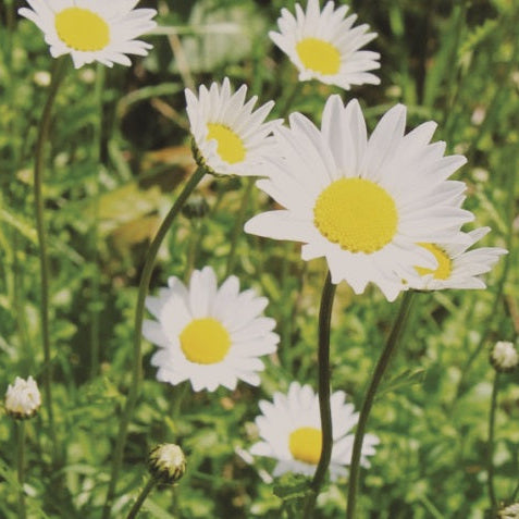 Edible Daisy Seeds