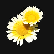 Semences de Chrysanthème (chrysanthemum)