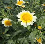 Semences de Chrysanthème (chrysanthemum)