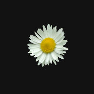 Edible Daisy Seeds