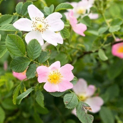 Semences de rose sauvage anglaise