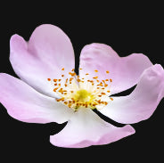 Semences de rose sauvage anglaise