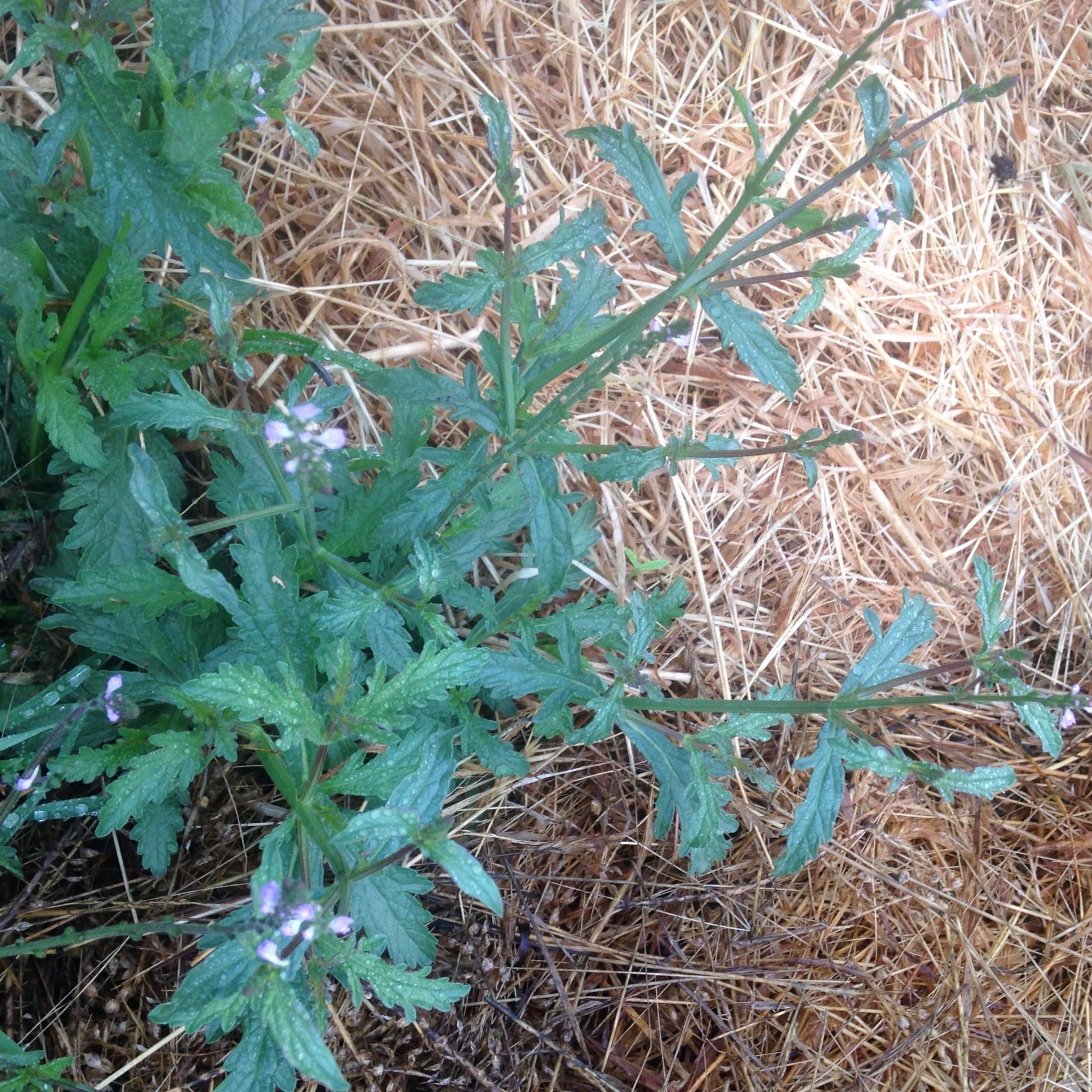 Semences de verveine bleue européenne