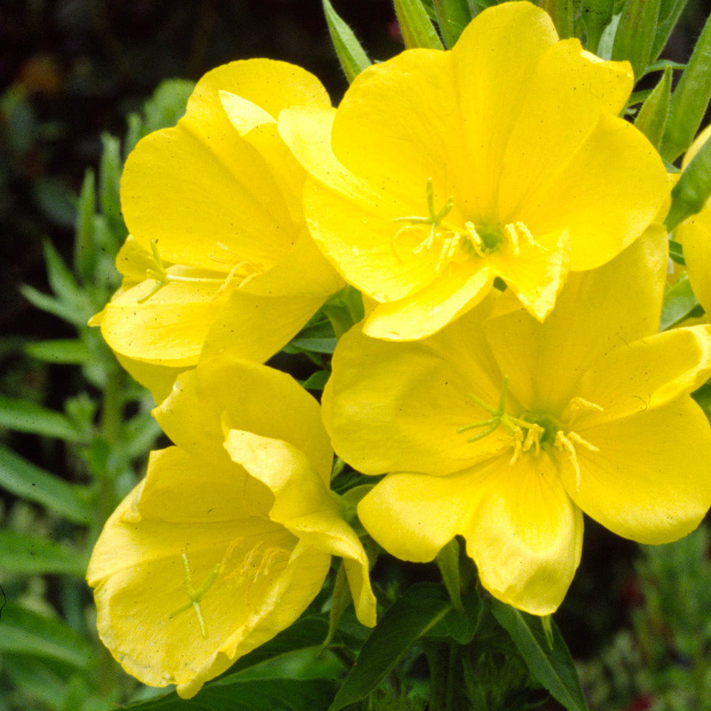 Seeds - Evening Primrose