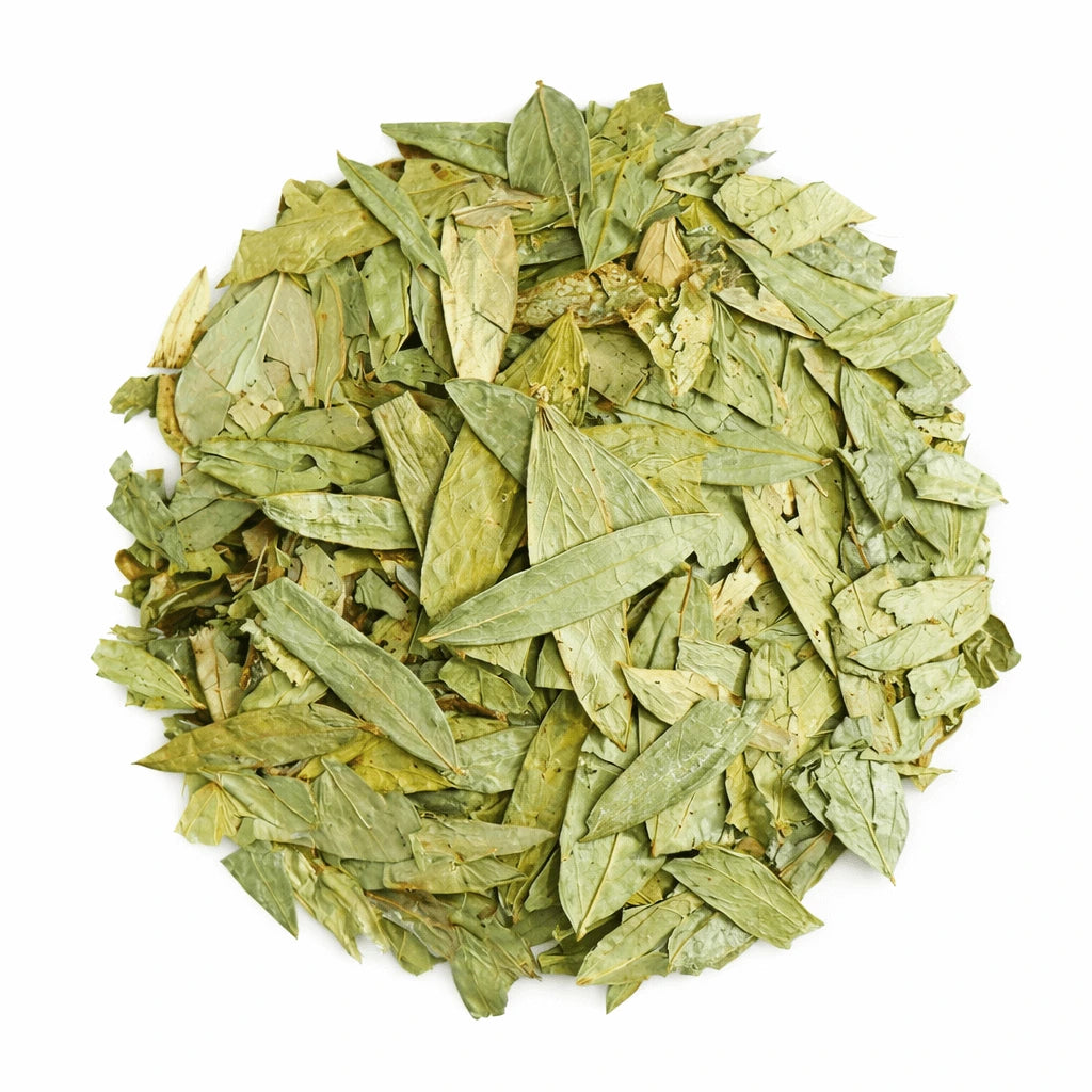 Senna leaf with stems