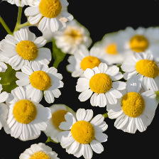 Feverfew seeds
