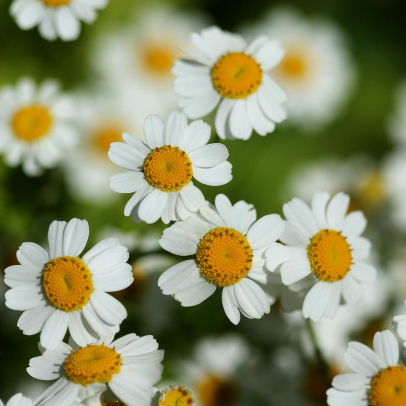 Feverfew seeds