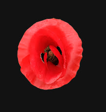 Semences de pavot de Flandre
