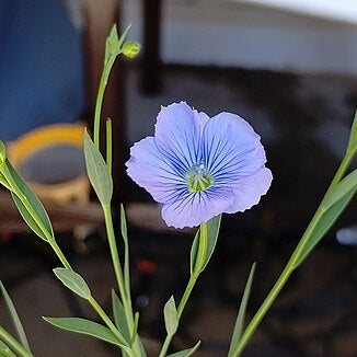 Brown Flax Seed