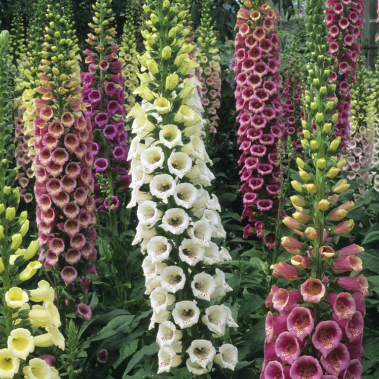 Foxglove seeds