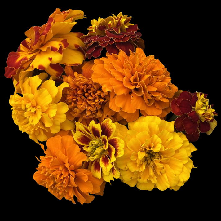 French Marigold Seeds