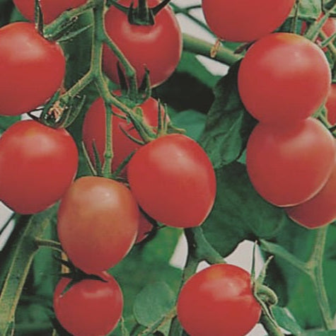 Semences de Tomate Gardener’s Delight