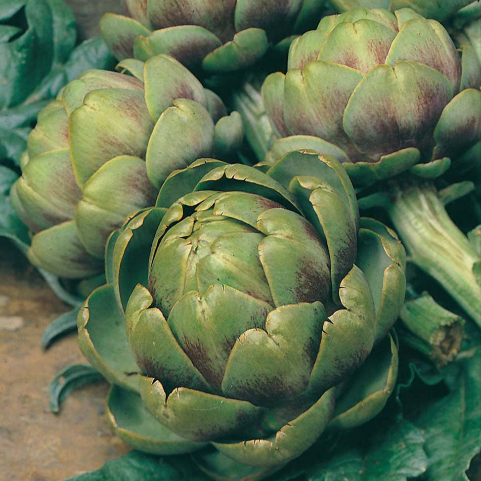 Seeds - Globe Artichoke
