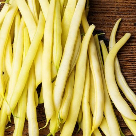 Goldrush Wax Bean Seeds