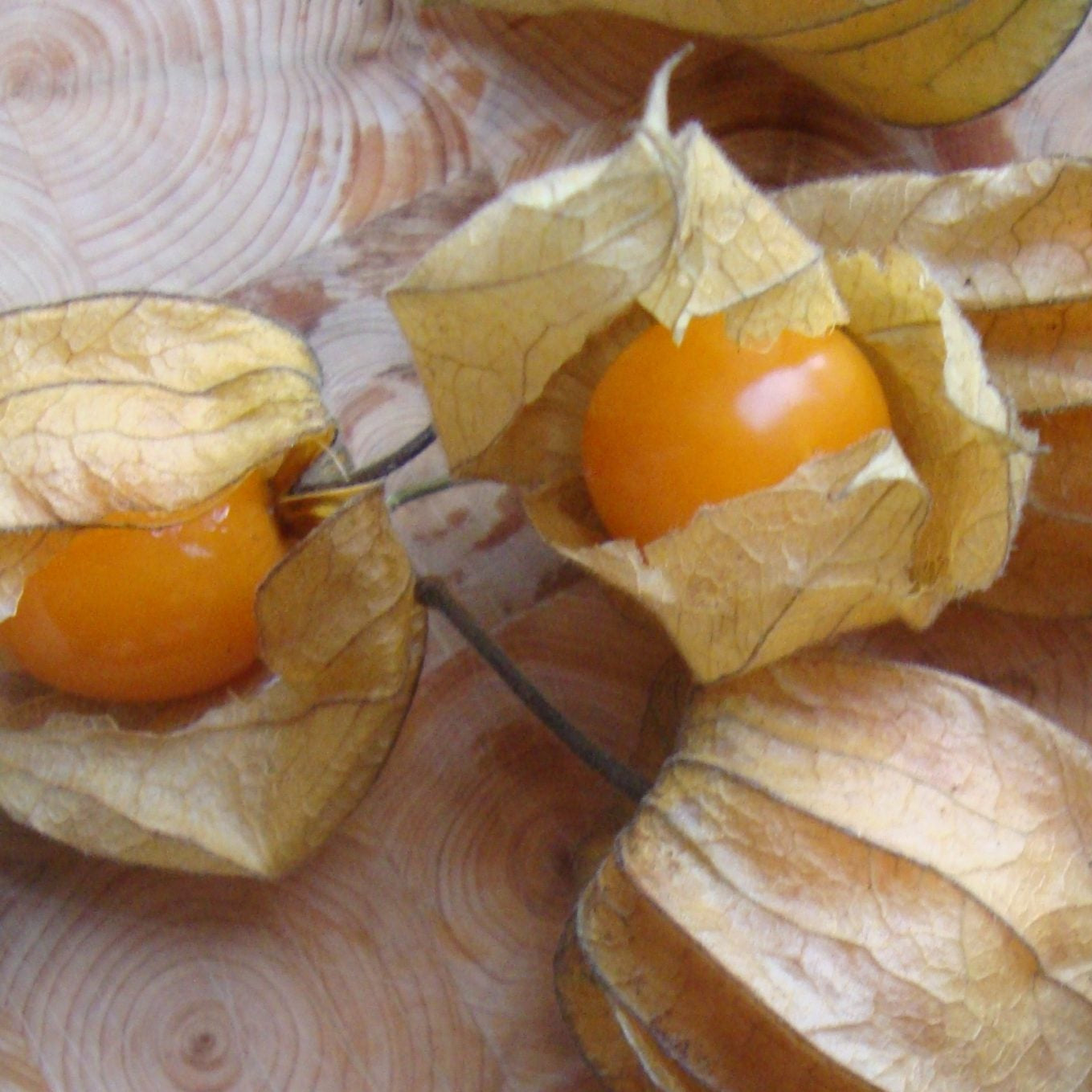 Golden Ground Cherry Seeds