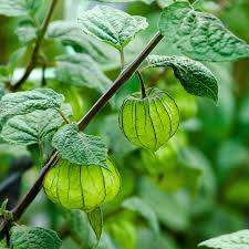 Golden Ground Cherry Seeds