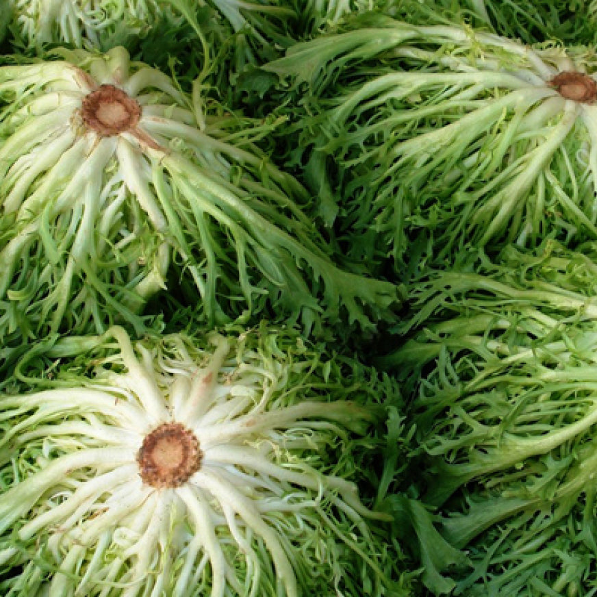 Greek Curly Endive Seeds