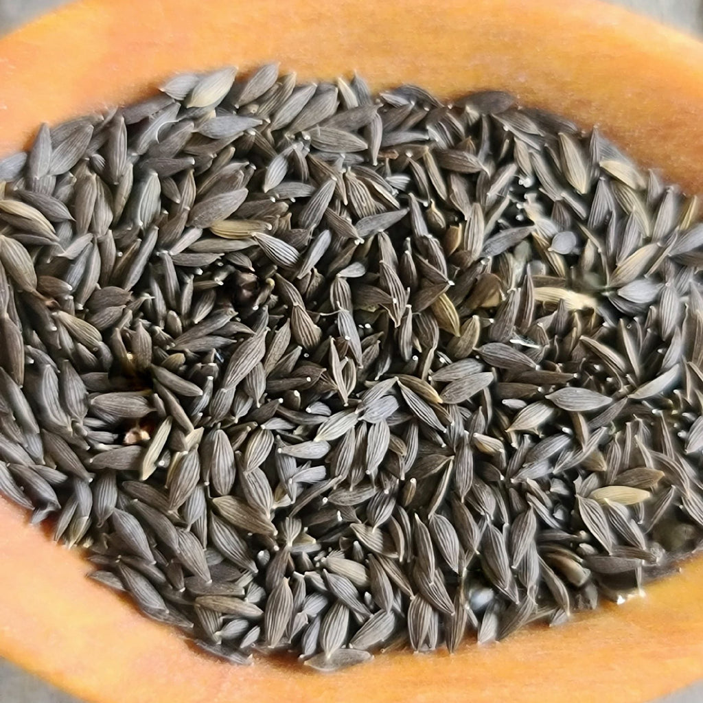 Semences Laitue frisée verte