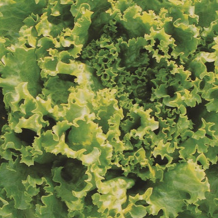 Semences Laitue frisée verte