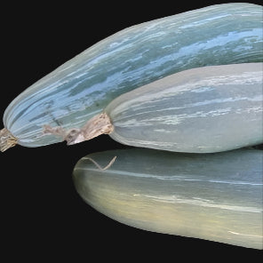 Semences de courge Guatemala Blue