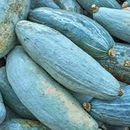 Semences de courge Guatemala Blue
