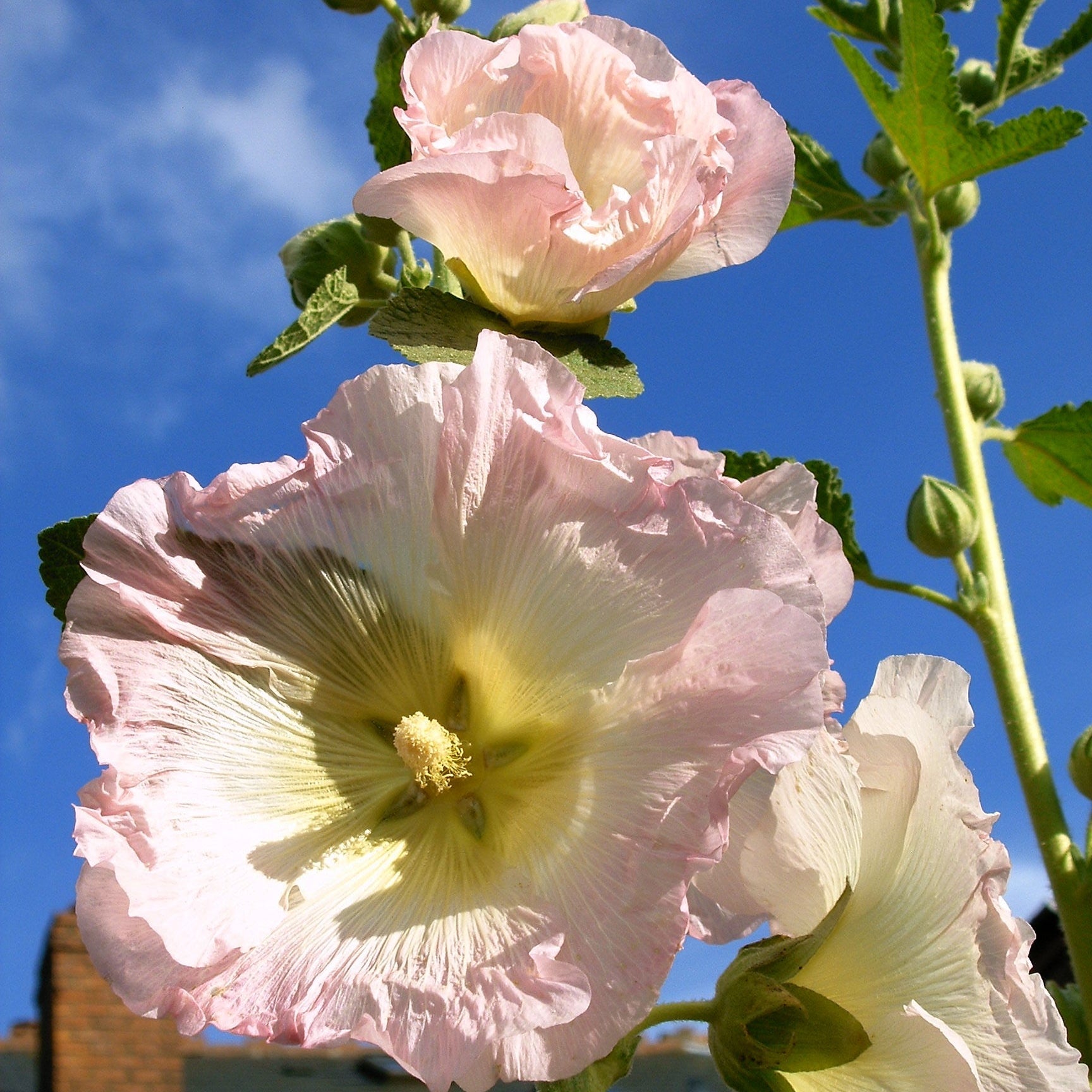 Semences de Rose trémière