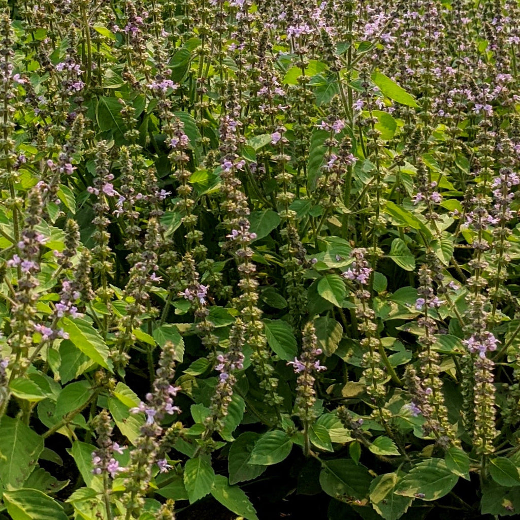 Semences de Basil sacré