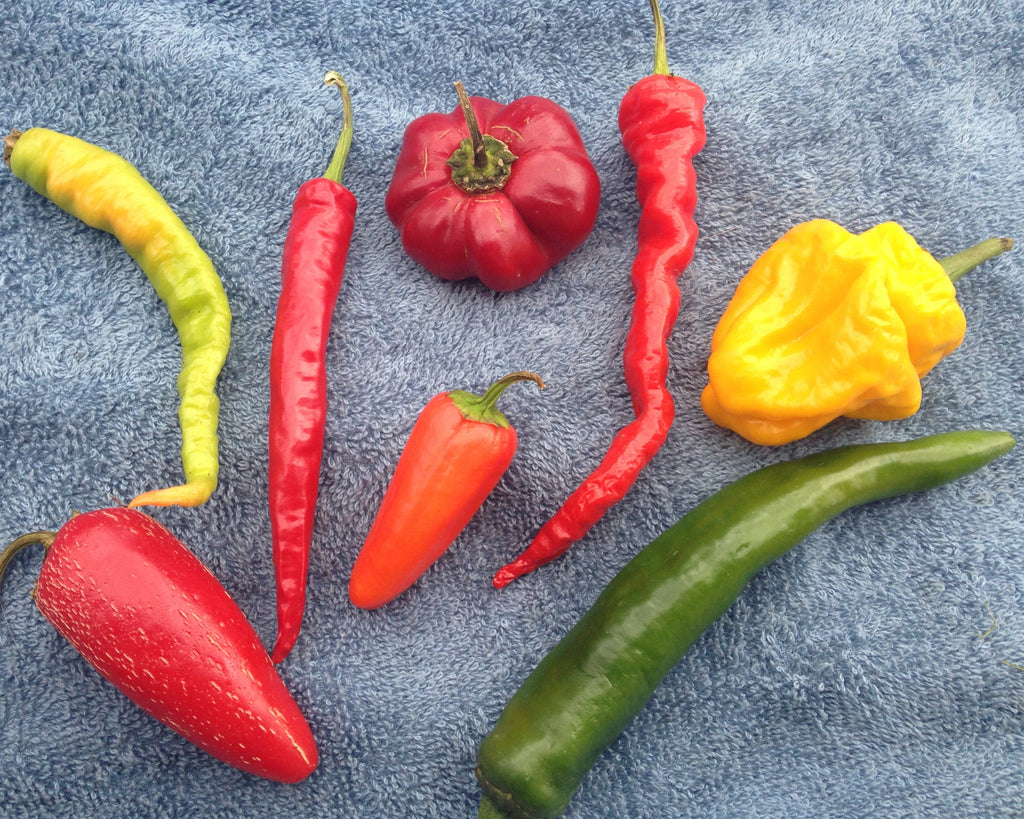 Hot pepper mix seeds