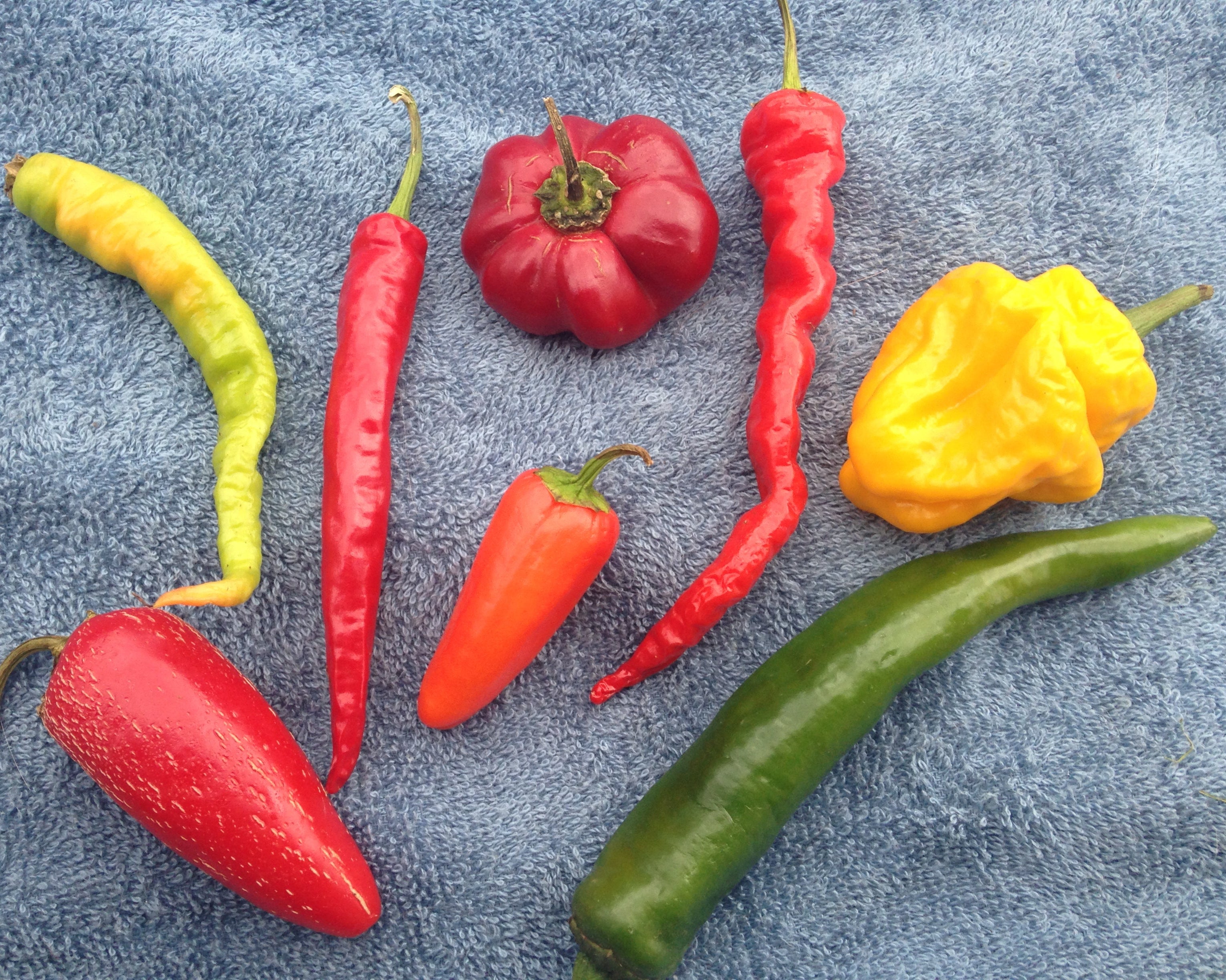 Hot pepper mix seeds