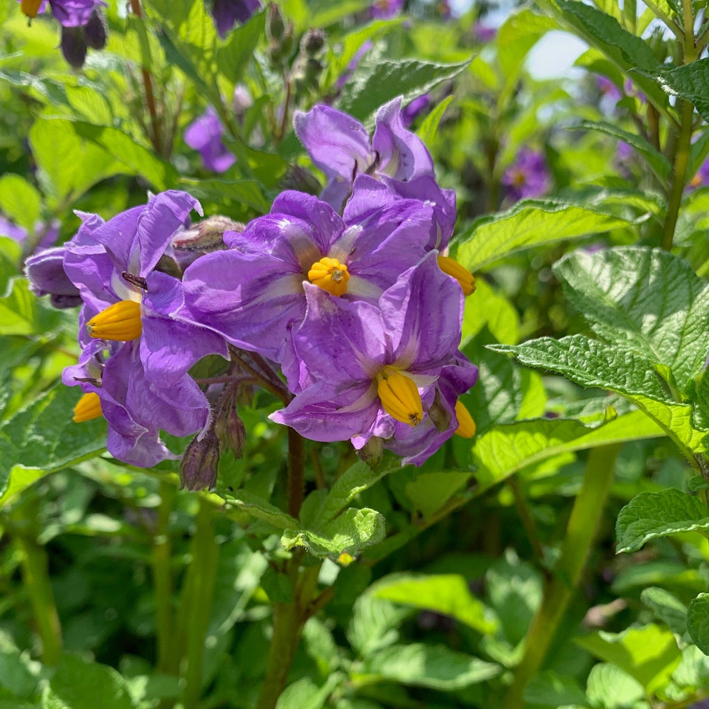 Semences de TPS Potato Fruit Seeds