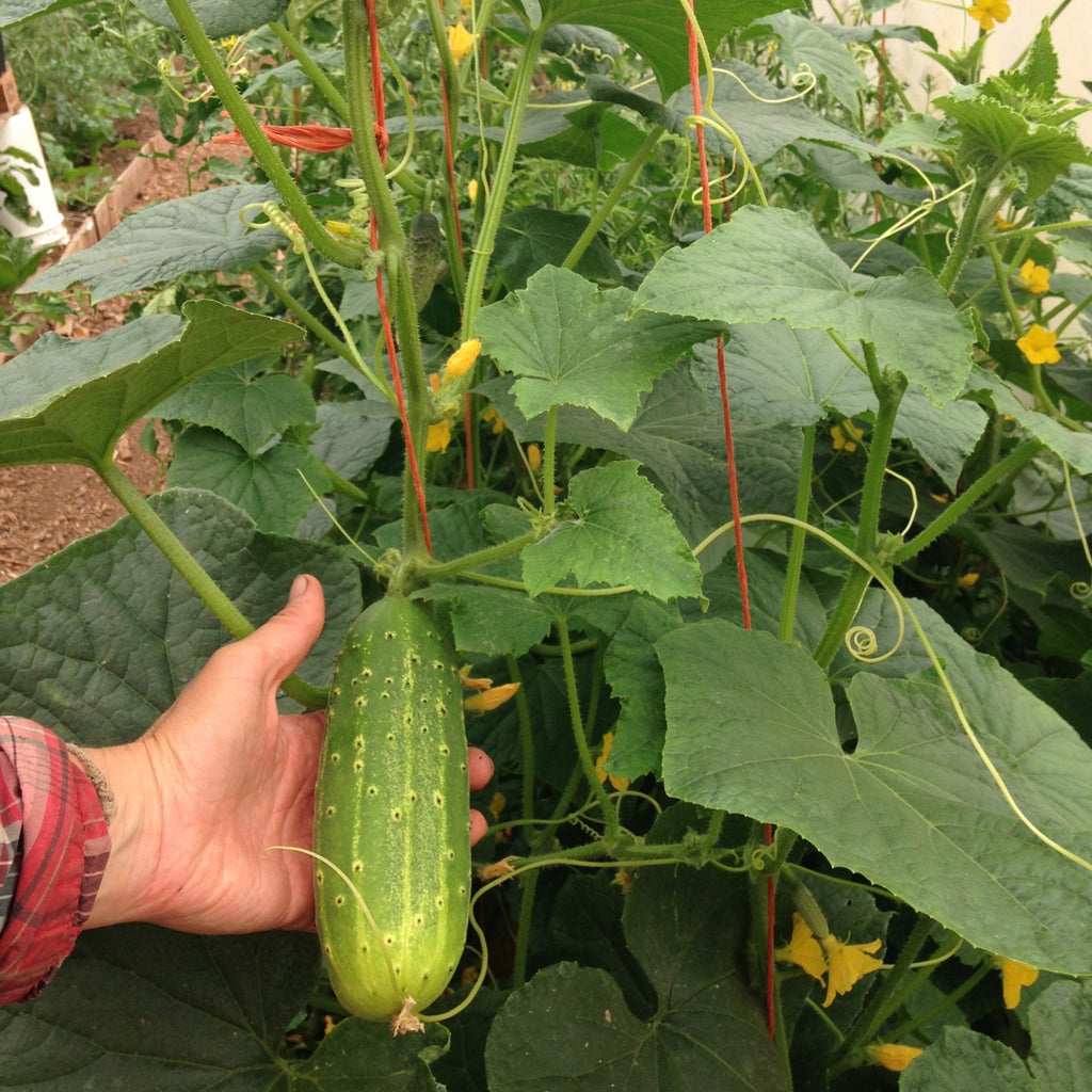  cucumber seeds