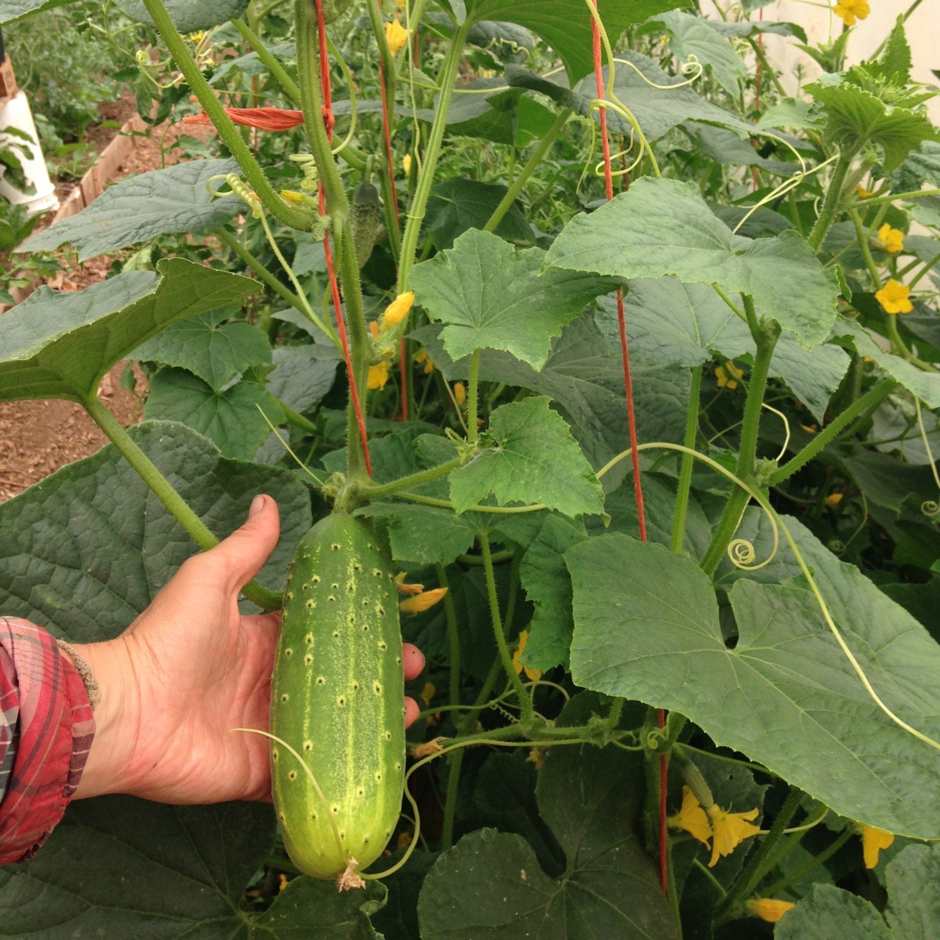  cucumber seeds